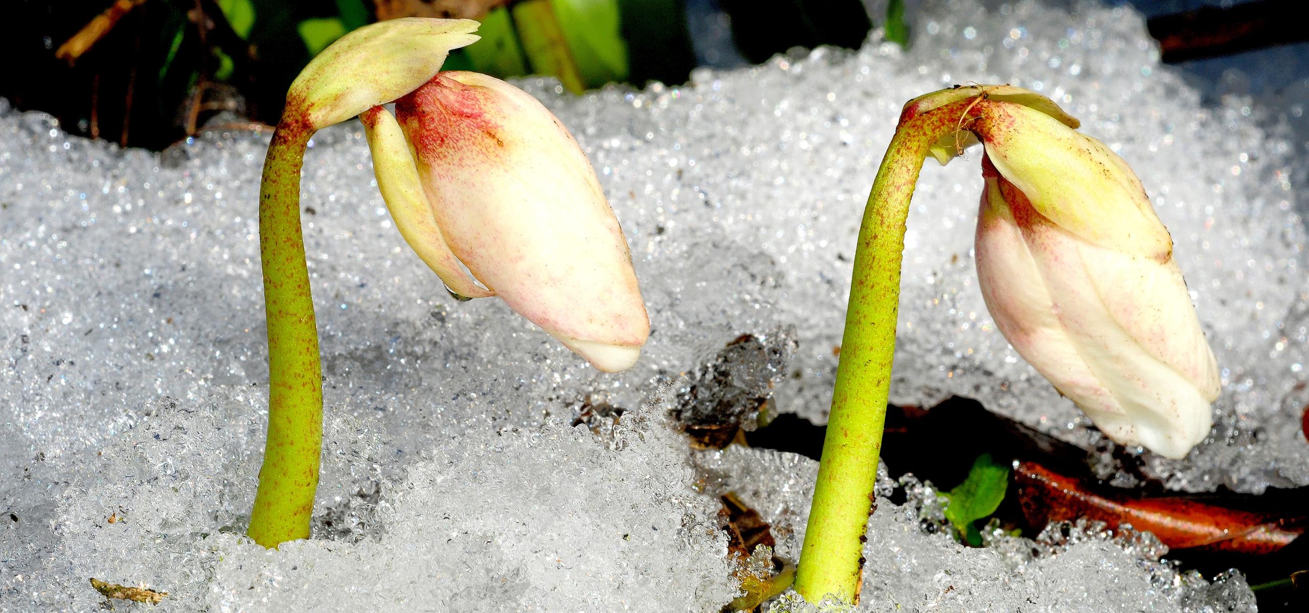 Two snow roses stick their flower buds through snow