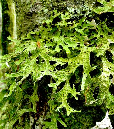 Lung lichen grows on tree trunk