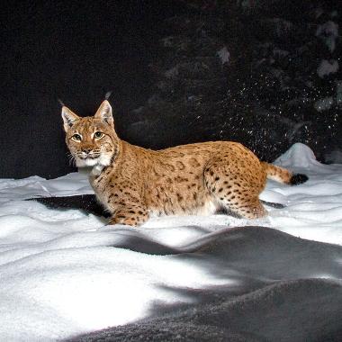 Night-time photo trap image shows lynx Skadi in the snow