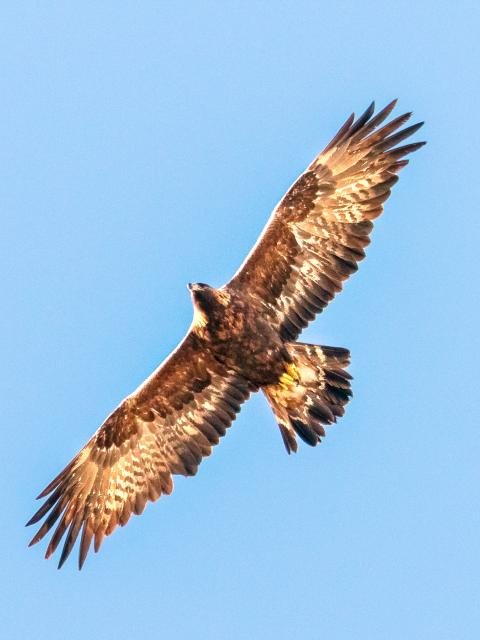 Flight photo shows golden eagle with wings spread wide in a cloudless blue sky