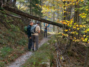 A woman leans on a fallen tree trunk and two men follow her on a hiking trail