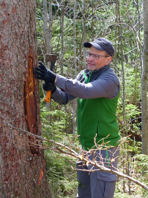 Forester uses a hoe to open the bark of a spruce infested with bark beetles.