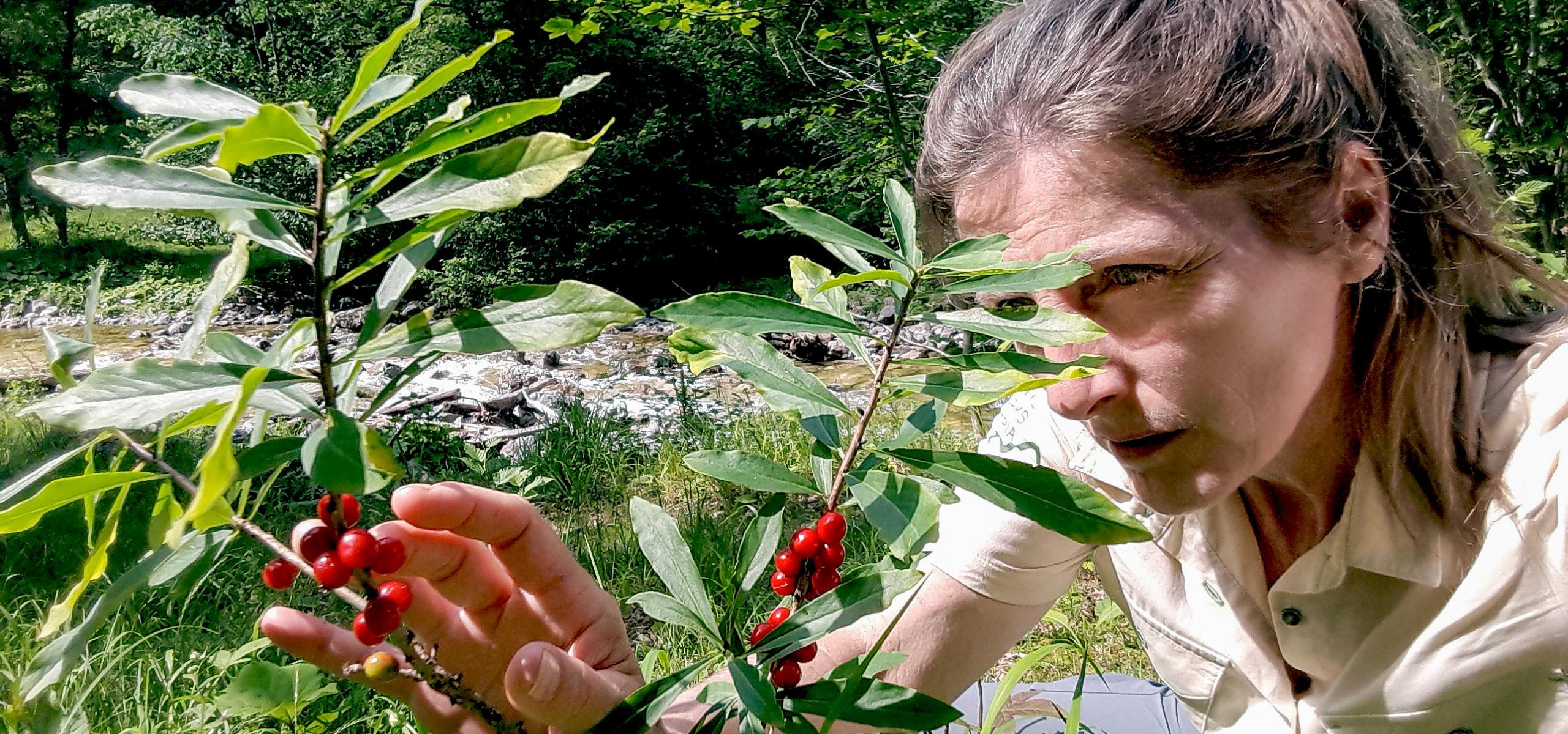 Ranger points to red berries from the laurel daphne
