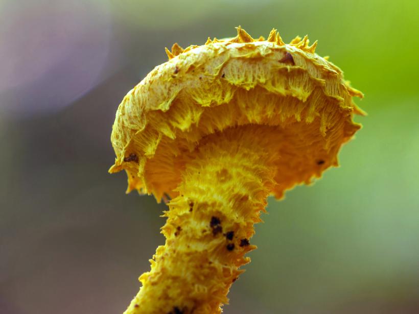 Saffron yellow fungus grows from dead wood