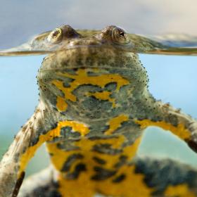 Yellow-bellied toad in the water