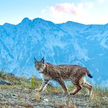Photo trap image shows a lynx against the background of the Sengsen Mountains