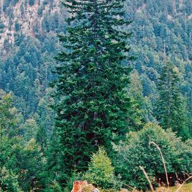 A tall fir tree grows at the edge of an alpine meadow