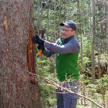 Forester uses a hoe to open the bark of a spruce infested with bark beetles.