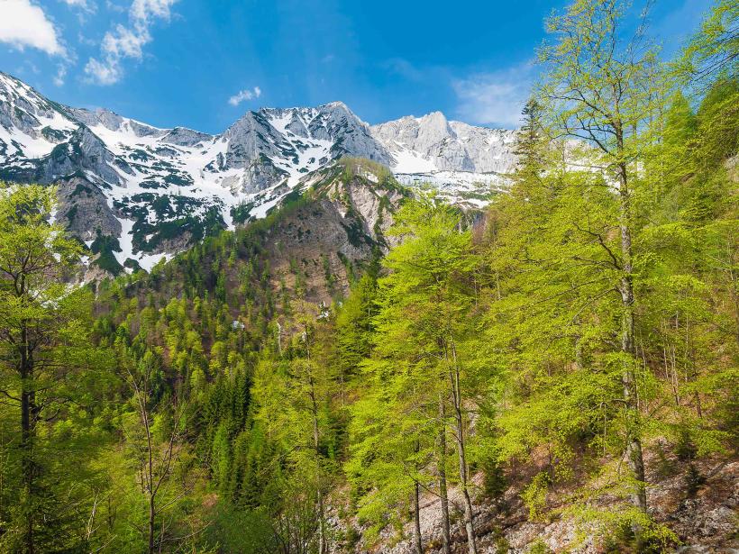 Spring-green beech trees glow in the sunlight in front of the still snow-covered rocky northern precipices of the Sengsen Mountains