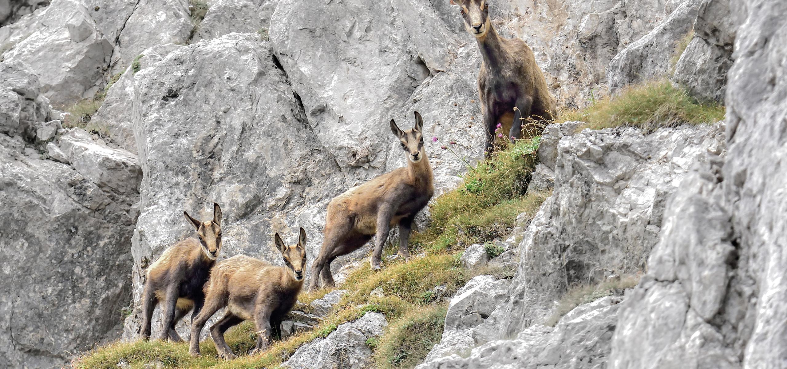 Chamois goat with three young in rocky terrain
