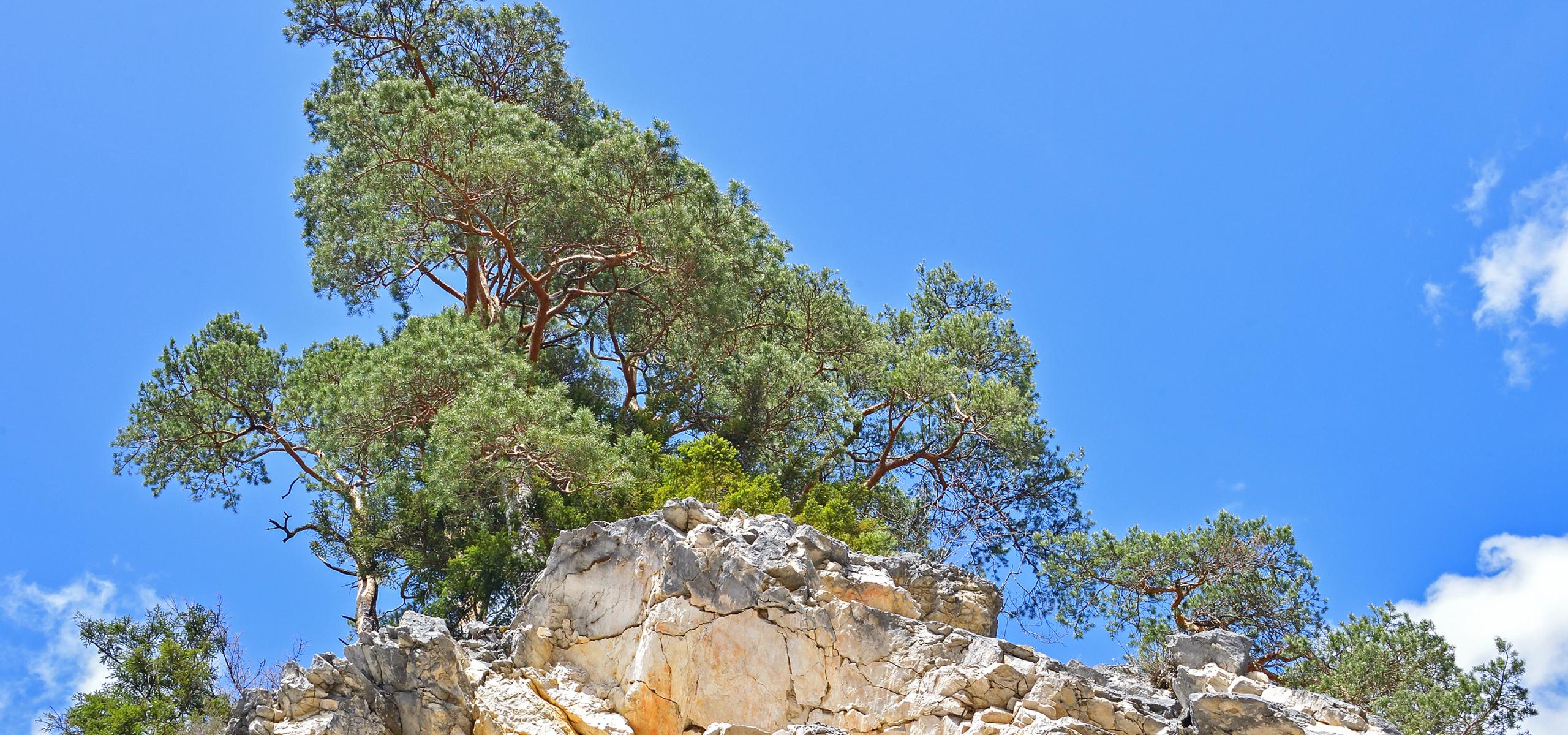 Red pines grow on limestone rock