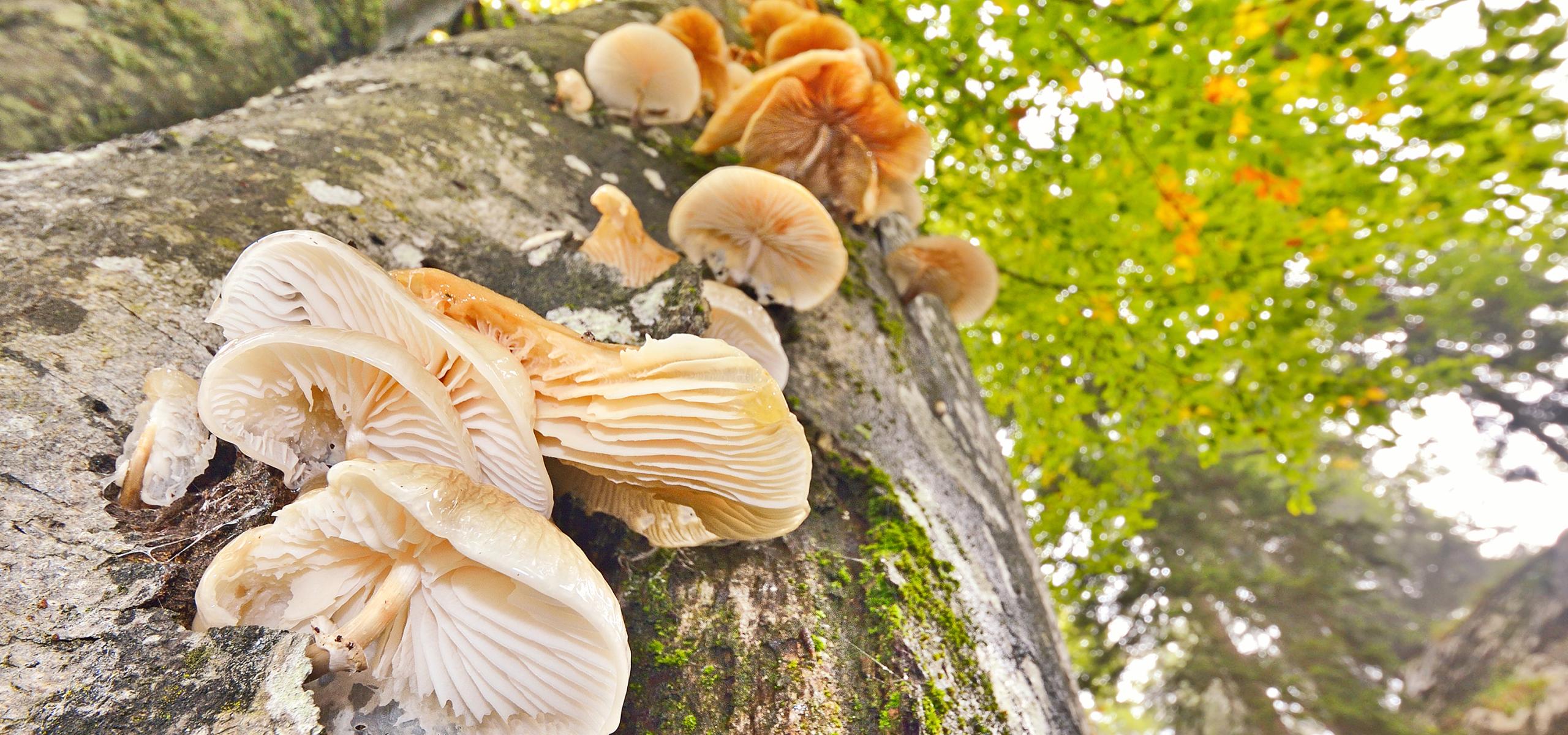 Tree fungi grow from the trunk of a beech tree