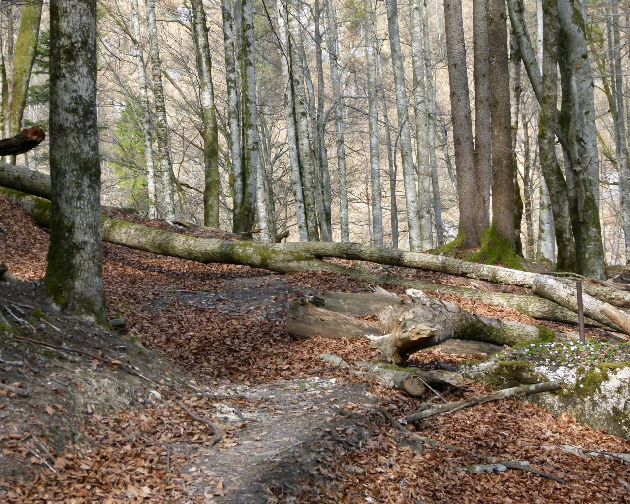 Fallen trees lie across a hiking trail in the forest