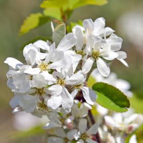 White blossoms of rock pear