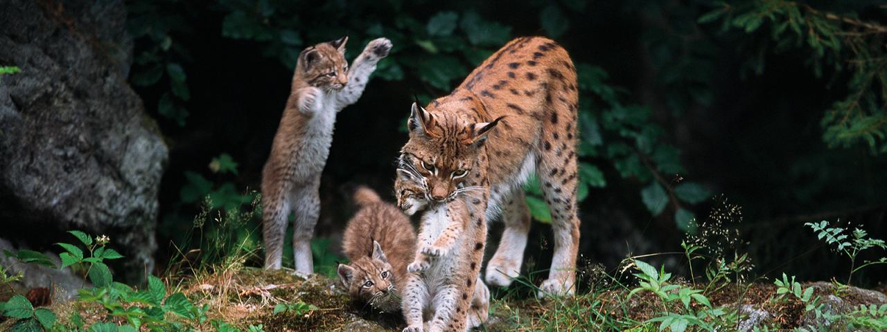 Lynx mother with cubs