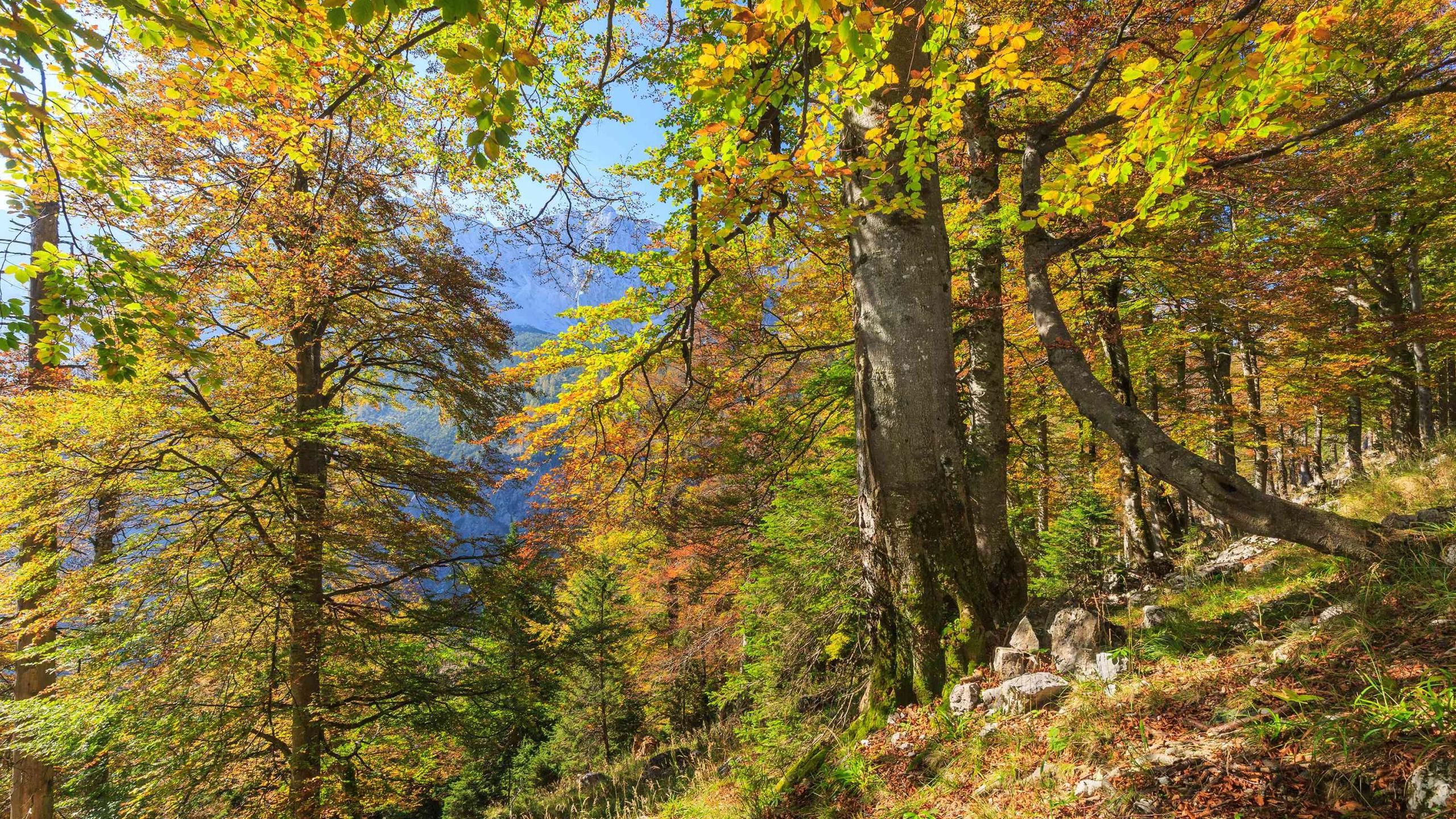 Mighty, autumn-colored beech trees stand on a mountainside