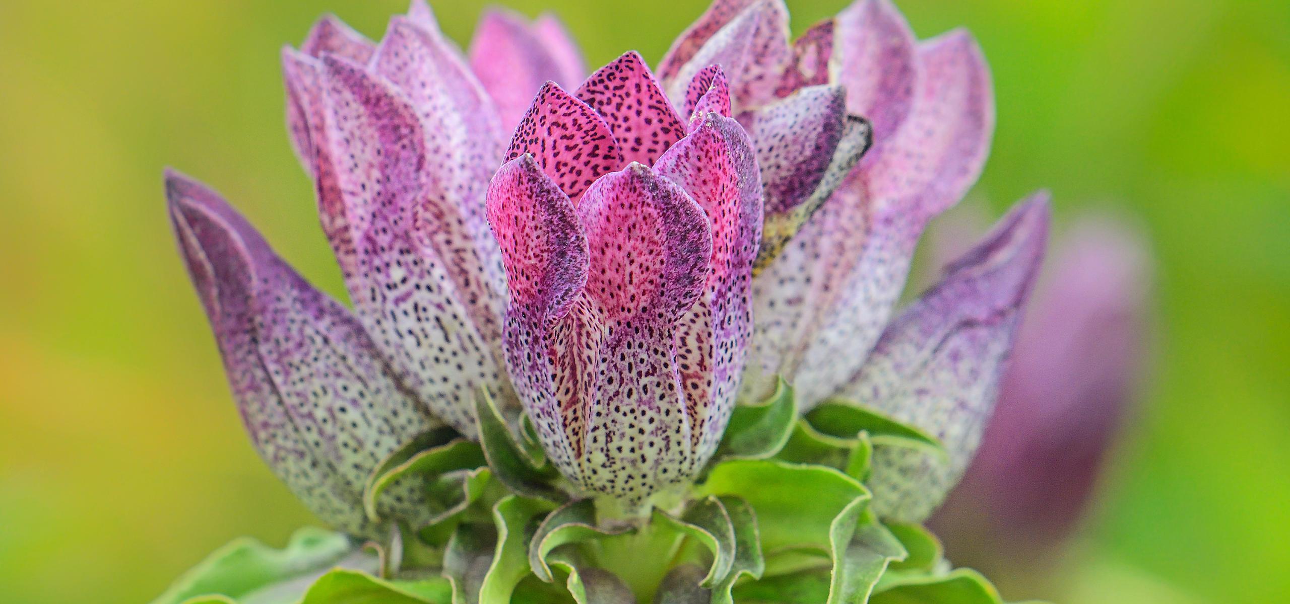 Close-up of the inflorescence of the Eastern Alpine gentian.