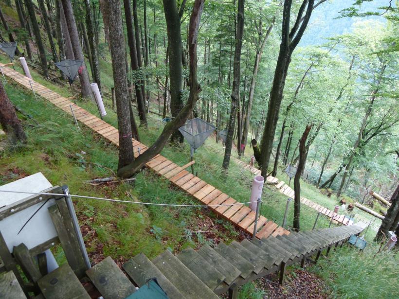 Research area with boardwalks in a forest slope at Zöbelboden