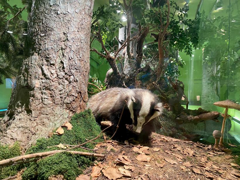 Display case with specimen of a badger