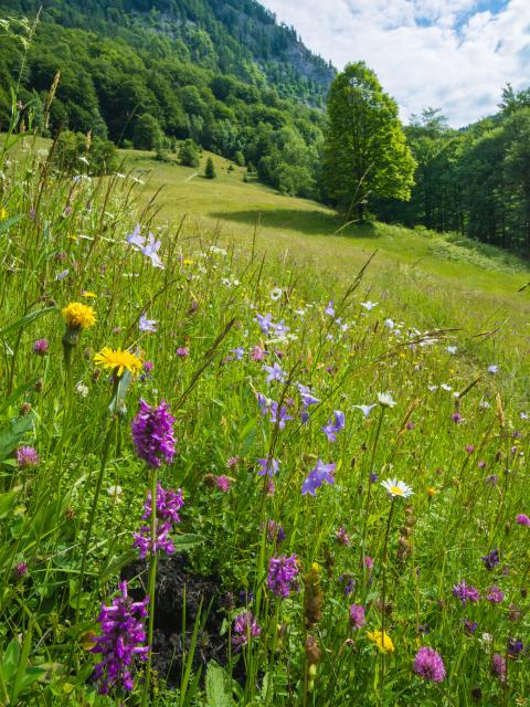 Blooming meadow flowers on alpine pastures