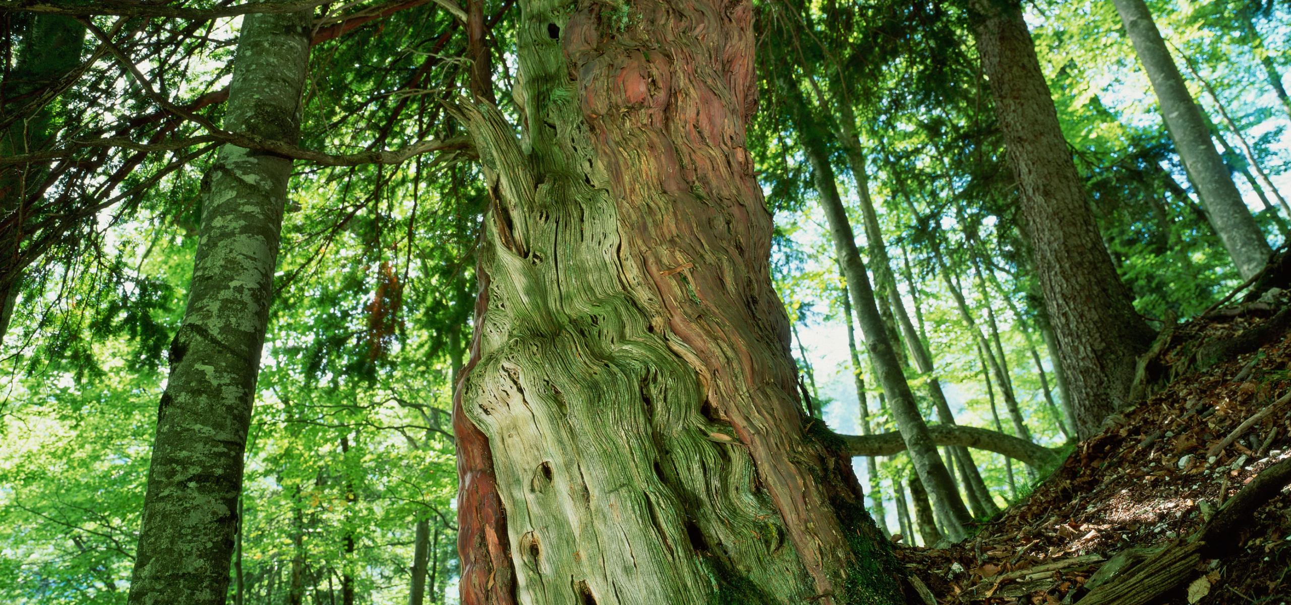 An old yew tree stands in a mountain forest