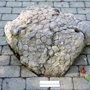 Large stone with fossilized shells