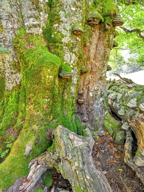 Gnarled old beech tree with fungi on the trunk