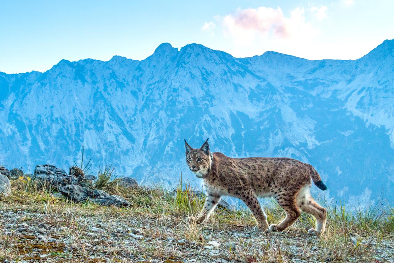 Photo trap image shows a lynx against the background of the Sengsen Mountains
