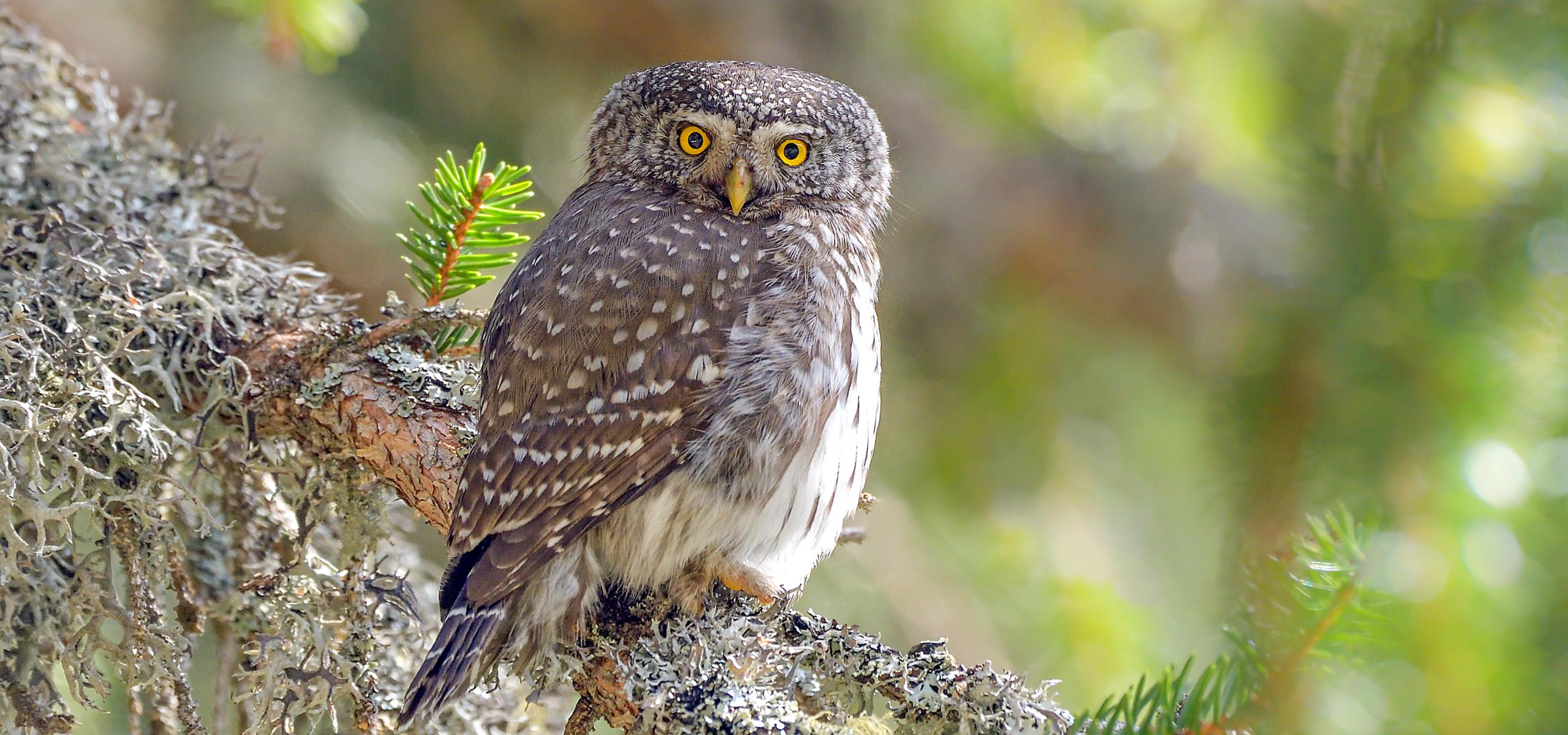Pygmy owl on a spruce branch.