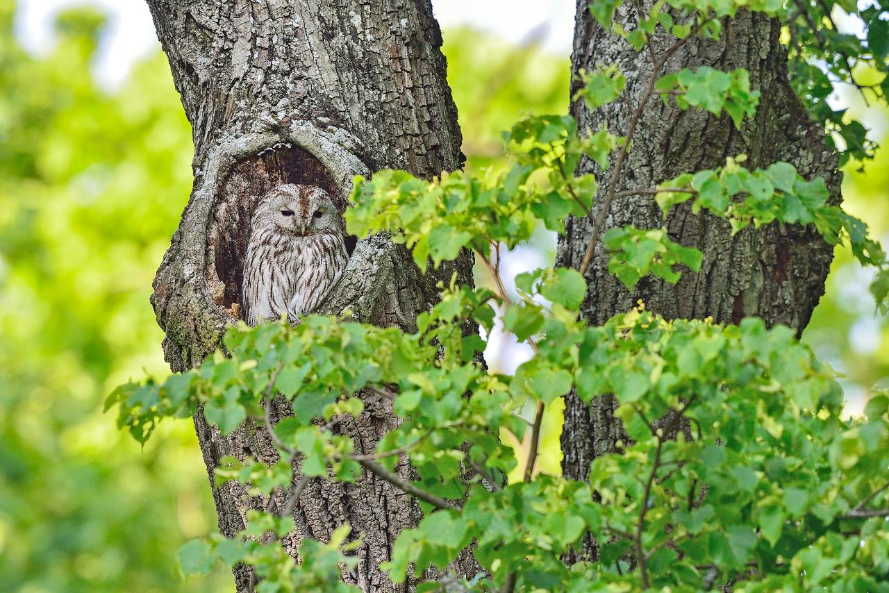 Tawny owl sitting in a knothole