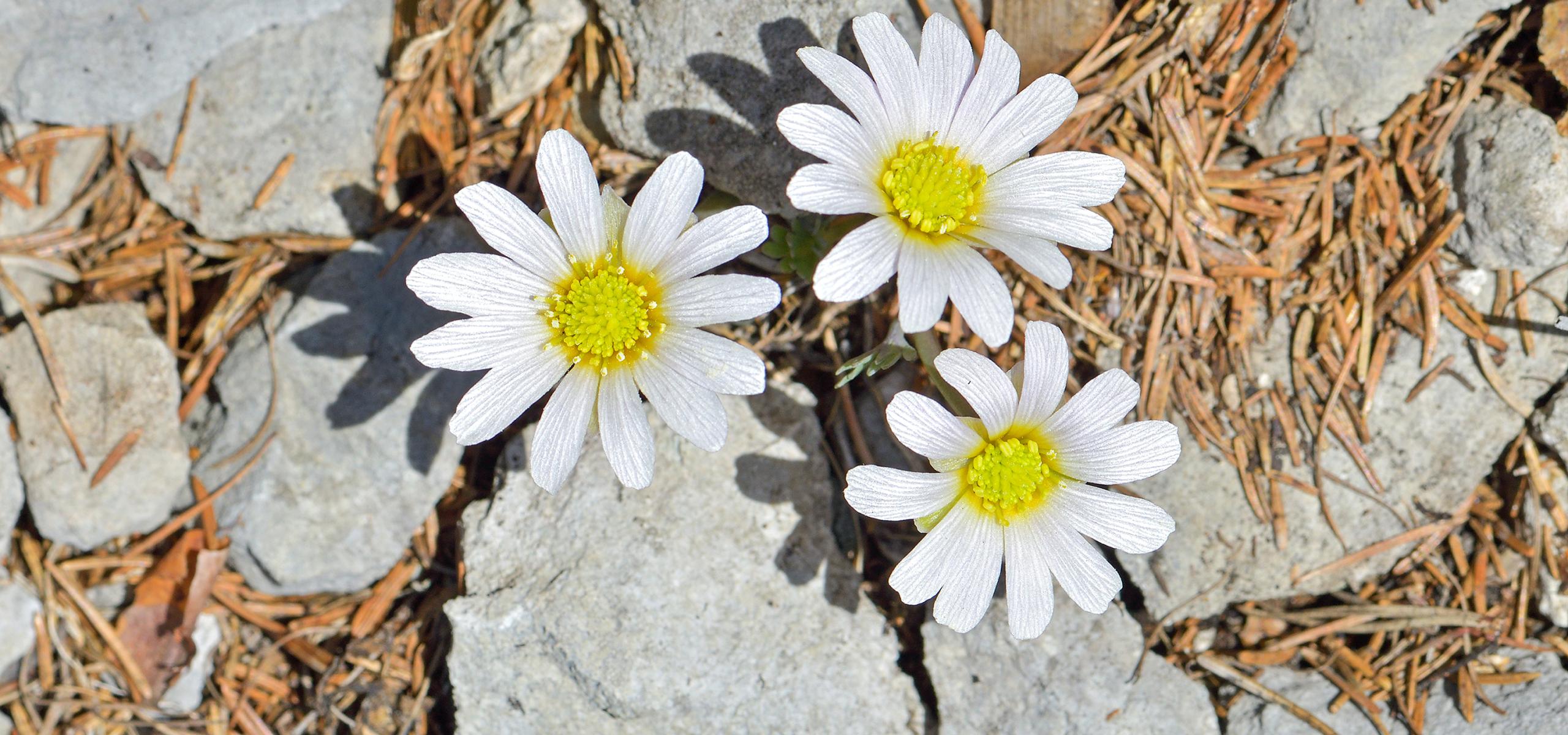 Three delicate white anemones with yellow flower heads bloom between the limestone rocks