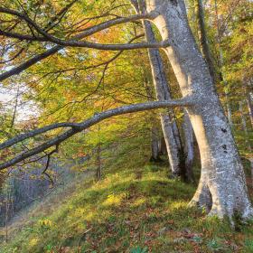 Old beech tree with autumnal foliage coloring