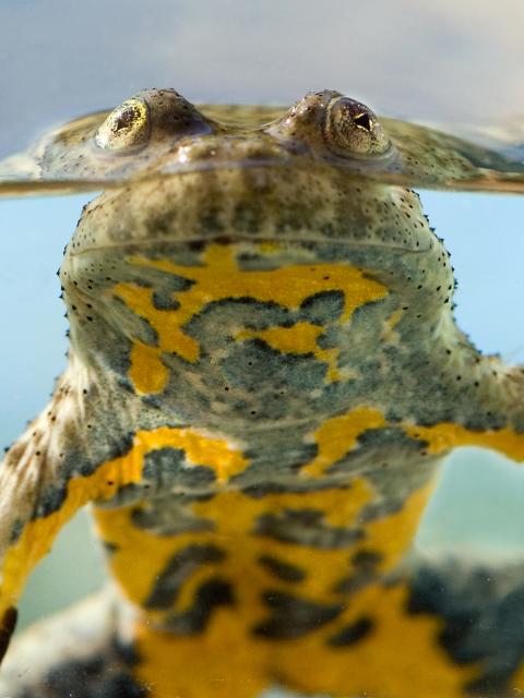 Yellow-bellied toad in the water
