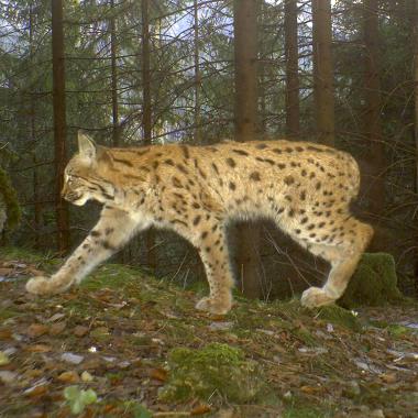 Lynx Luzi sneaks through the forest