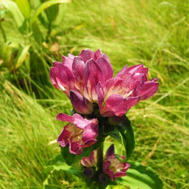 Brown-purple flowers of the Eastern Alpine gentian