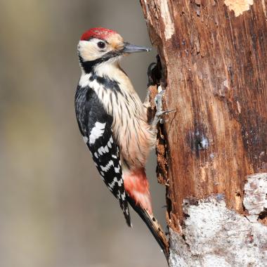 White-backed woodpecker sits on a rotting tree trunk and pecks at insects and larvae with its beak