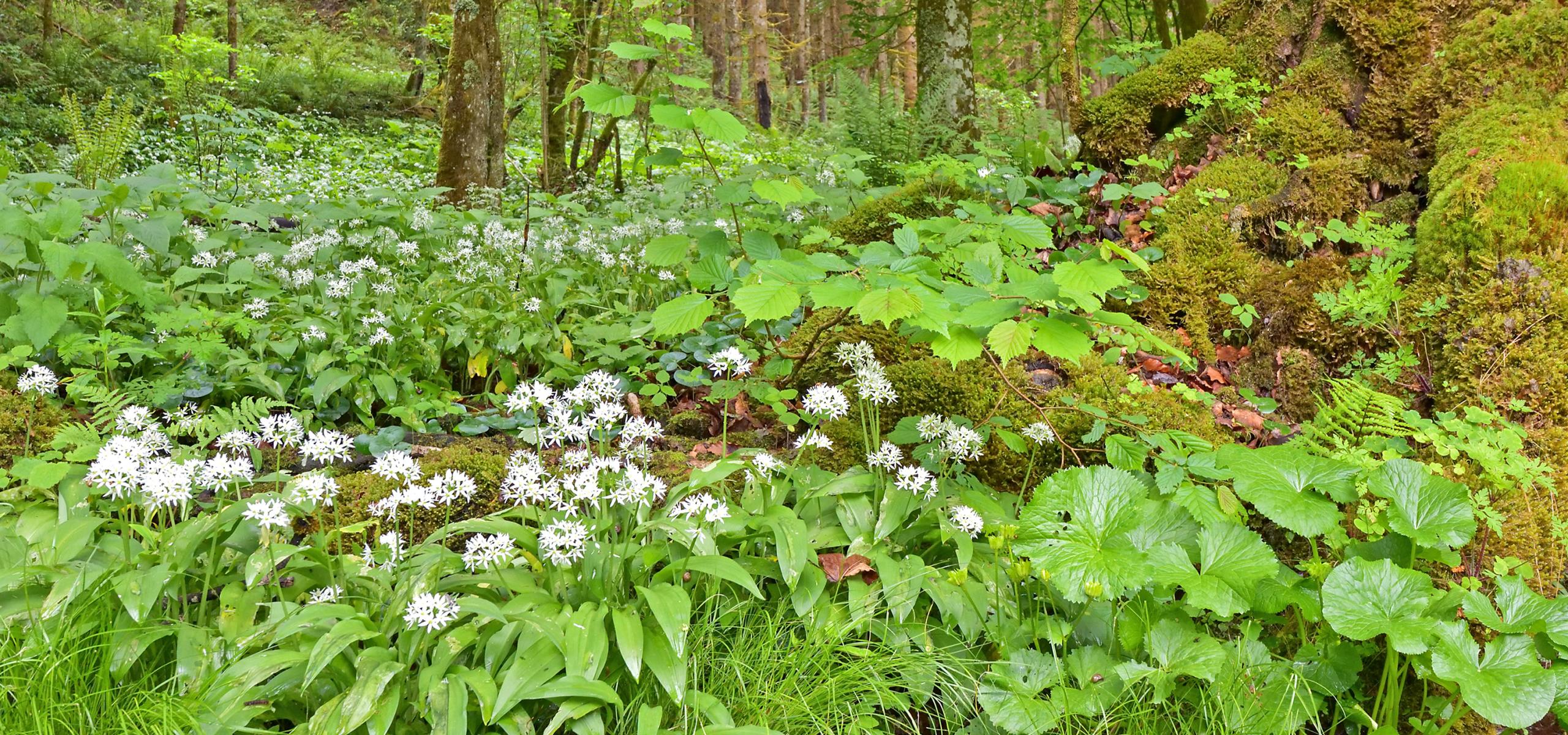 Wild garlic in bloom in a riparian forest area