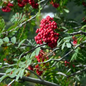 Mountain ash with red fruit
