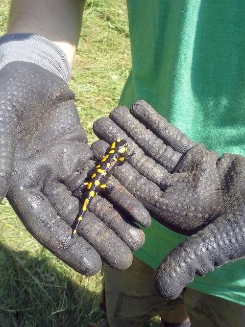 In work gloves are hands that carefully carry a fire salamander