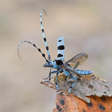 Alpine longhorned beetle flying off a piece of bark
