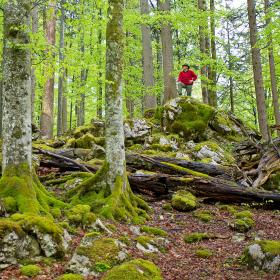A hiker stands on a rock in the beech forest and looks at the fresh beech leaves