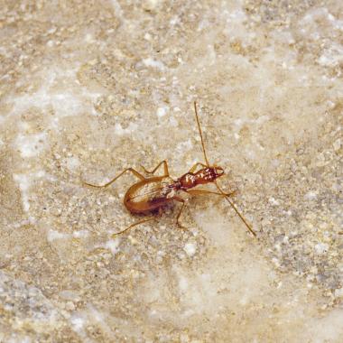 Small brown beetle with long antennae sits on stone