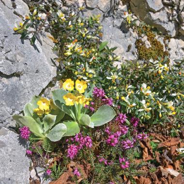 Blooming yellow and pink alpine flowers in crevice