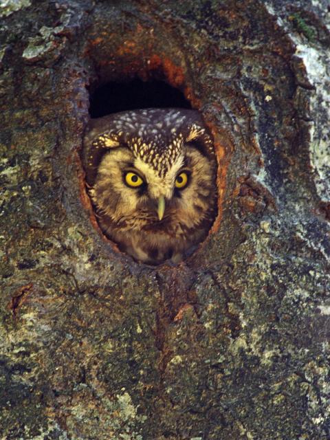 A female rough-legged owl peeps out of a knothole in the tree trunk