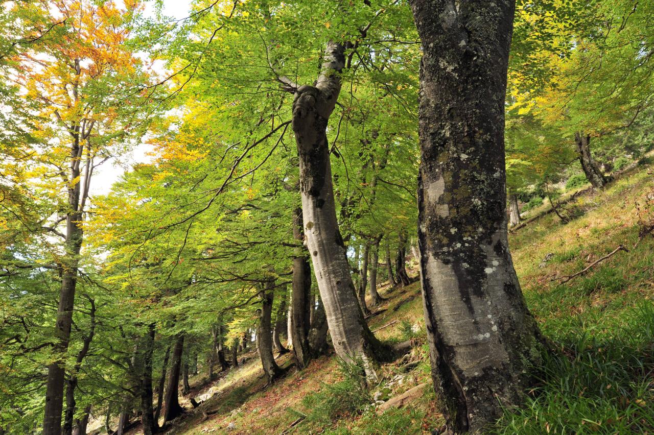 Old beech trees grow on a steep slope in the Sengsengebirge mountains
