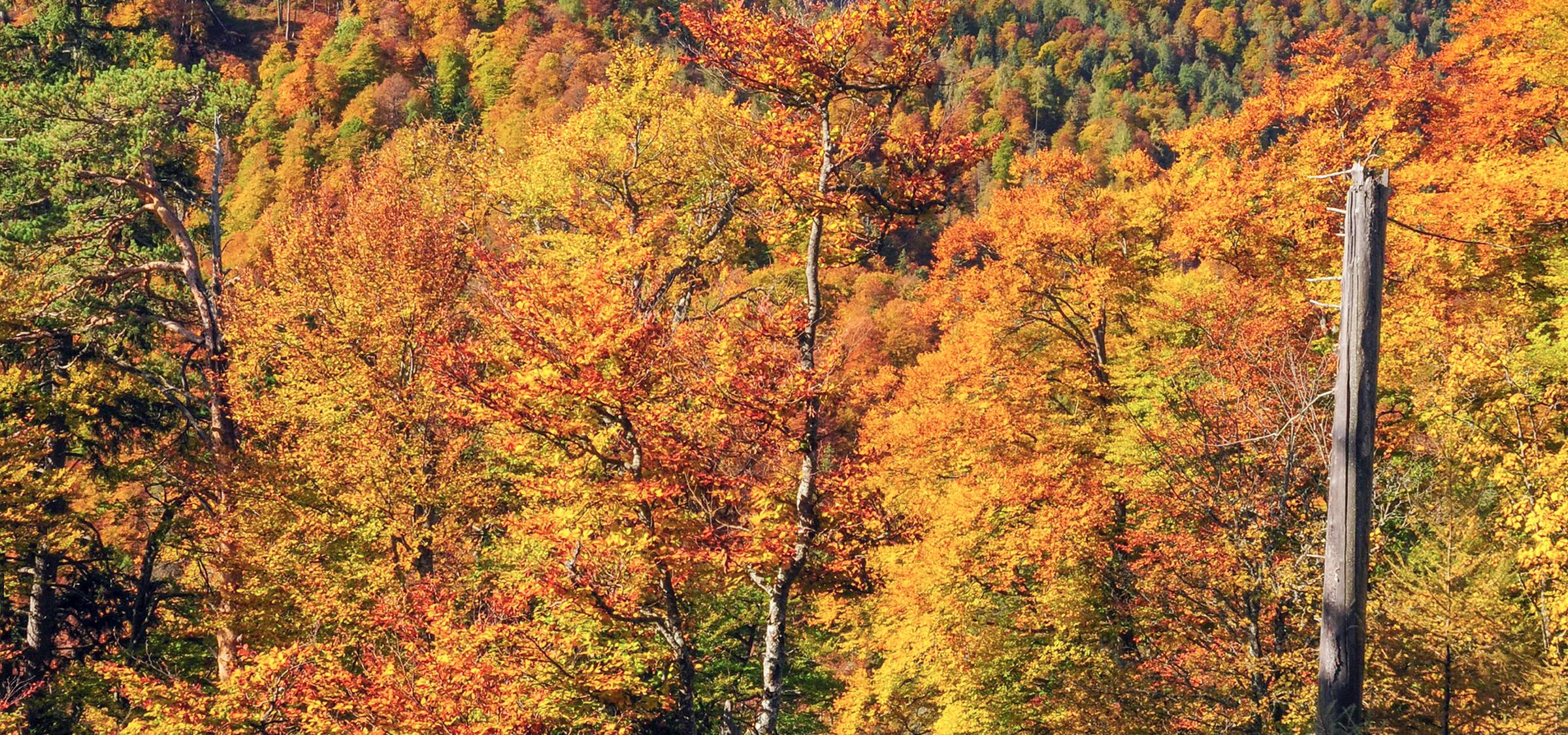 Forest wilderness at Kalkalpen National Park with autumn-colored beech trees