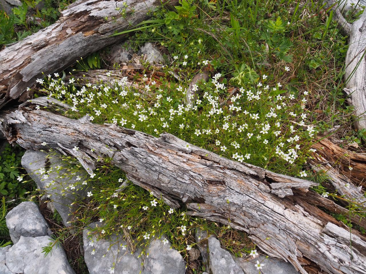 Young alpine plants sprout under lying deadwood