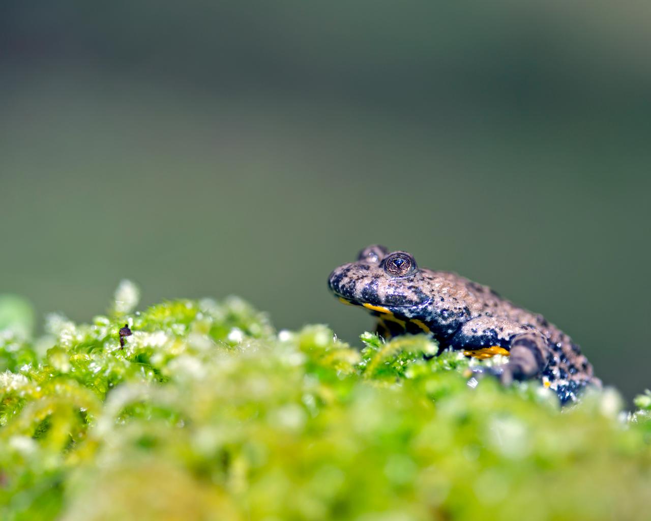 Yellow-bellied toad on moss cushion