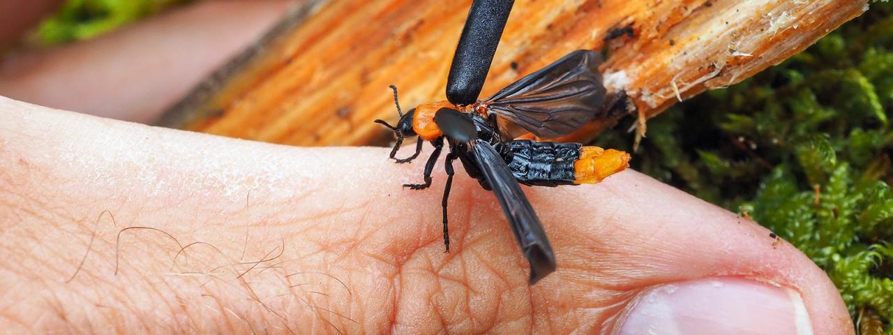 Black-winged beetle with orange neck shield