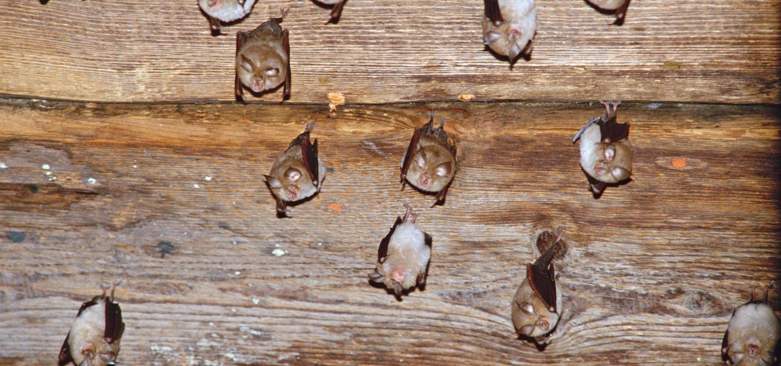 Small bats hanging upside down from the wooden ceiling